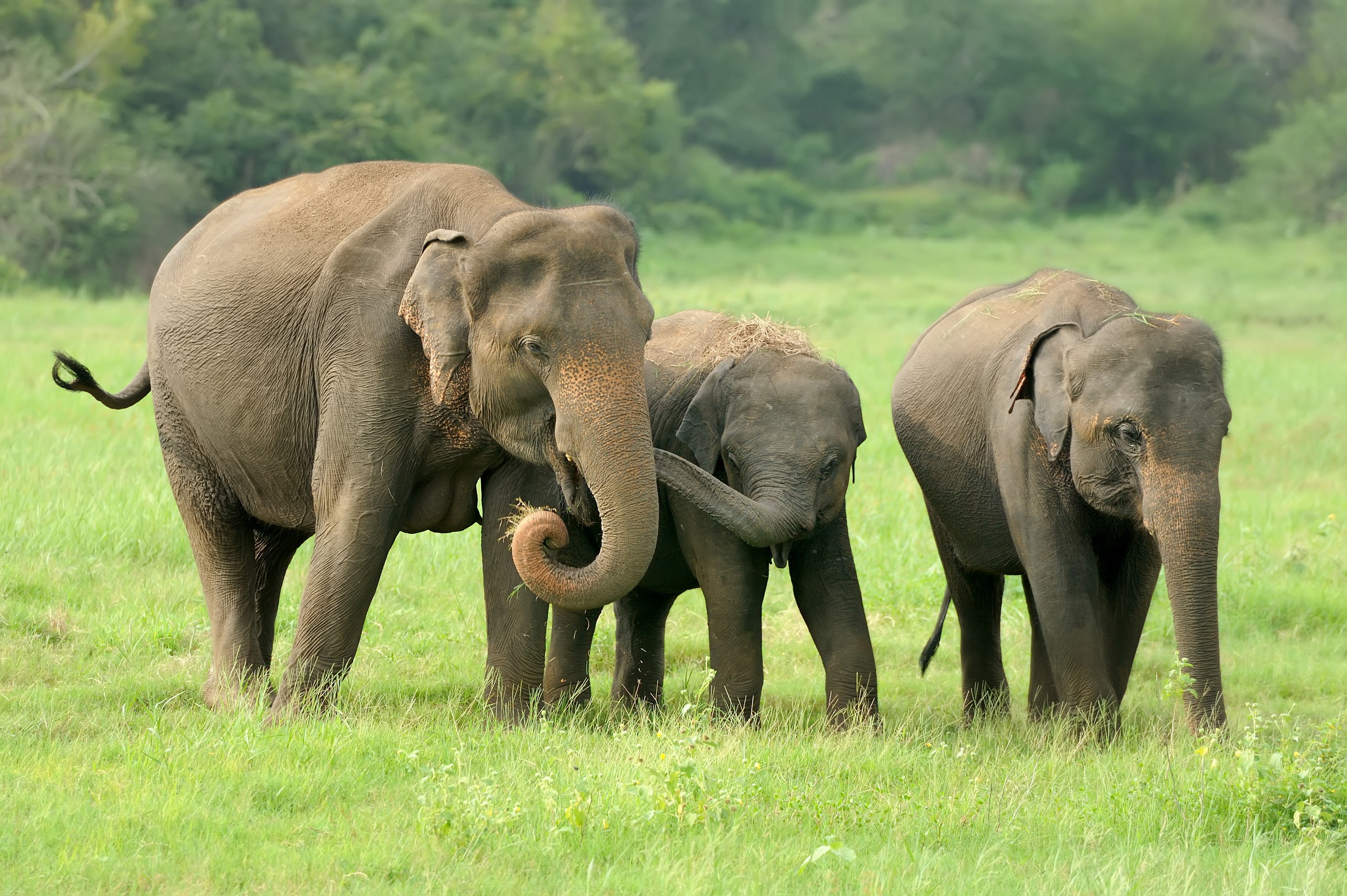 THAI ELEPHANT