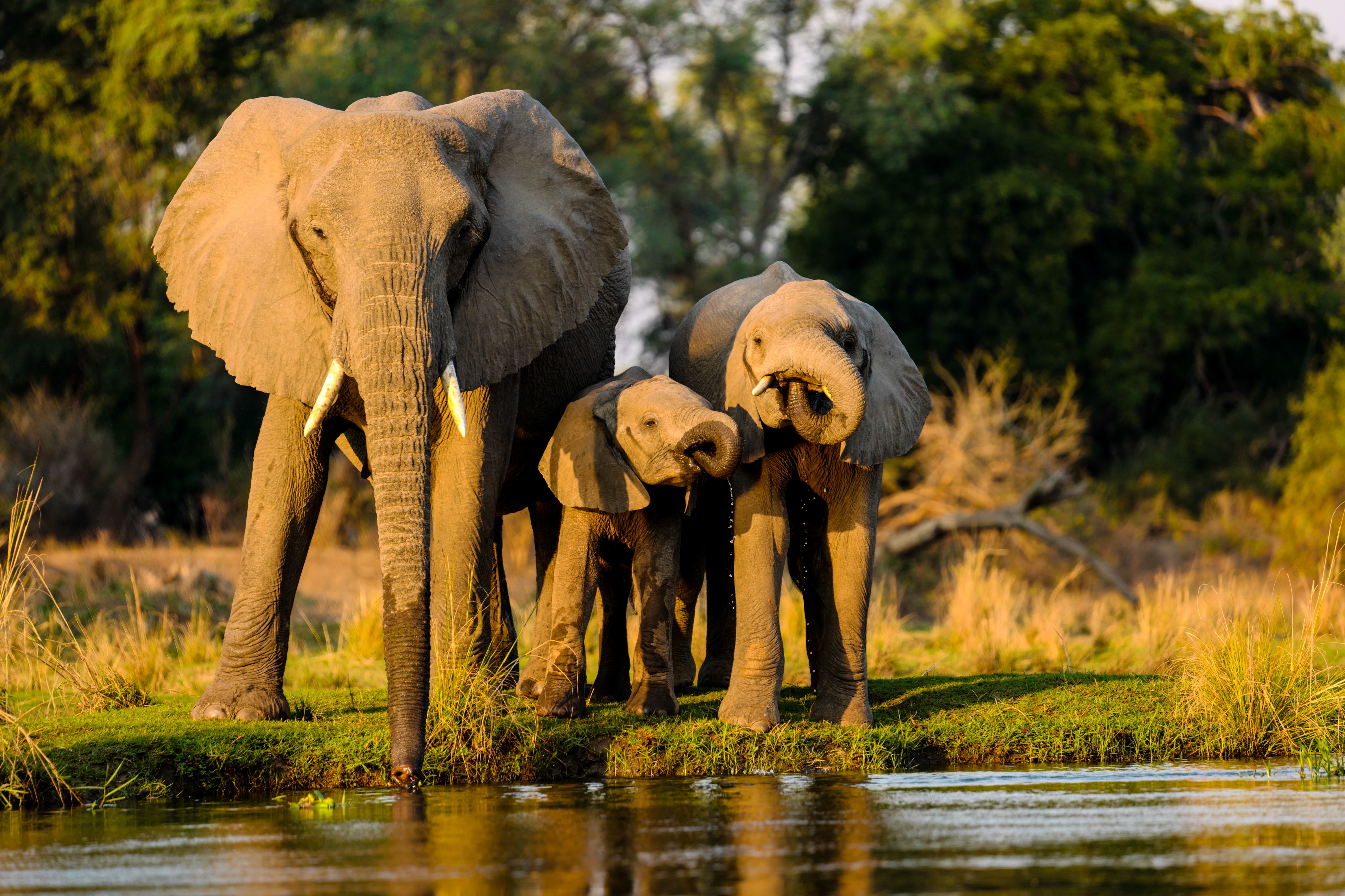 WHY SHOULD ELEPHANTS LIVE WITH NATURE?